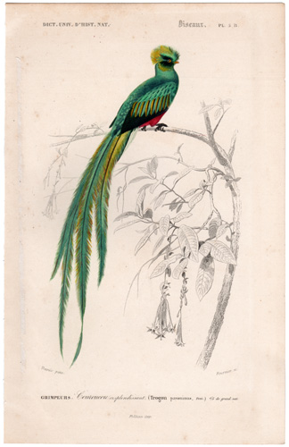 Pavonine Quetzl